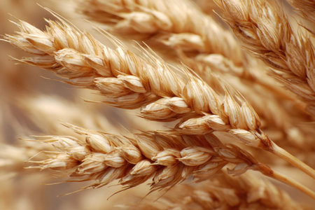 Close-up of golden, ripe wheat stalks with detailed textures, soft lightingの素材