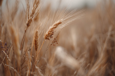 Close-up of golden wheat stalks in a field, blurred background creates soft focusの素材
