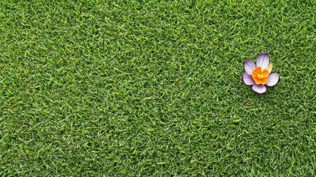Panoramic banner with purple crocuses and one white saffron flower in the foreground, green grass background, copy space concept, wide panorama, banner format, high resolution, professional photography, natural lighting, sharp focus, stock photo. --chaos 30 --ar 16:9 --v 6.1 Job ID: 14597a19-4759-4788-921d-8c24e1174be6の素材