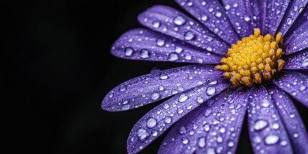 Close-up of a purple flower with water droplets on the petals, isolated against a black background. Macro photography, high-resolution realistic photo, sharp details. Stock photo, high definition, high quality, high detail, high resolution. Close-up, wallpaper, banner, poster, banner design. Captured with a Canon EOS R5 camera. --ar 2:1 --v 6.1 Job ID: c7f95700-fba3-4b99-92e4-6c2fabb629e8の素材