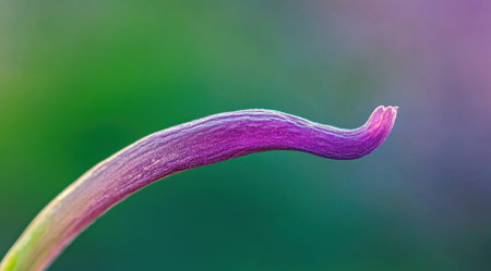 Close-up of a purple-tailed grass on a green bokeh background, macro photography, focus stacking. --ar 128:71 --v 6.1 Job ID: caa37c3f-4c44-4583-8964-3b55f3bbc299の素材
