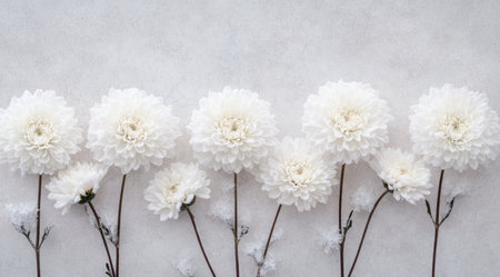 A photograph of white chrysanthemums with ice crystals on the branches, arranged in a row and placed against an isolated background. The flowers have soft petals that give them depth, while crystal-like snowflakes add to their delicate appearance. This composition creates a sense of elegance and coolness, perfect for capturing winter themes or creating visually appealing floral arrangements in the style of the photographer. --ar 128:71 --v 6.1 Job ID: 6b7819f8-c285-408a-98b7-f965716ef46aの素材