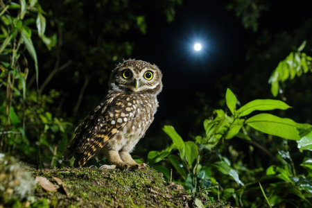 Owl in the moonlight at night, a real photograph, award-winning photographic works, National Geographic-style photos, in the style of National Geographic --ar 3:2 --v 6.1 Job ID: f6dd37e2-1c8e-4282-b407-16f8e3cbccebの素材