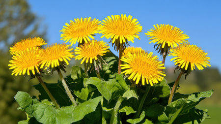 Beautiful spring background with dandelions and blue sky on a sunny day. High-resolution photography. --chaos 30 --ar 16:9 --v 6.1 Job ID: 64adc921-d3c3-4335-b5ae-4a0937e6489aの素材