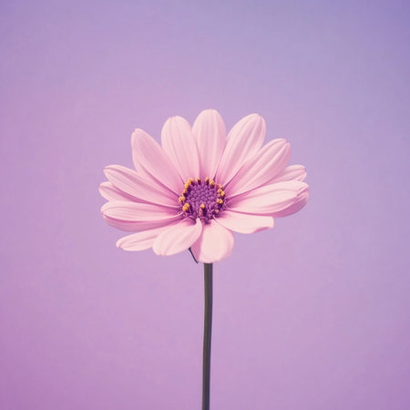 A pink flower on a purple background, with a grainy filter effect, in a simple art style, with pastel tones, suitable for a poster design or album cover, with a minimalistic, centered composition, making use of negative space, from a low angle shot, with a hyper-realistic, high-resolution, extremely detailed, super-detailed, clean, sharp focus, and bright colors, with no blur, set against a gradient color background, such as an orange and blue gradient, with a retro or vintage filter, and a cinematic, camera bloom effect. --v 6.1 Job ID: a309b84f-48da-4b0f-867a-3dd7609bd12cの素材