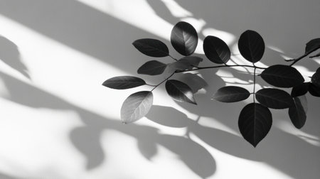 Blurred shadows of tree leaves on a white background. Soft, gray light and shadows from a window, overlaying a product presentation. --chaos 30 --ar 16:9 --v 6.1 Job ID: 73737242-e9ea-4170-9eb3-9bf6456b32f4の素材