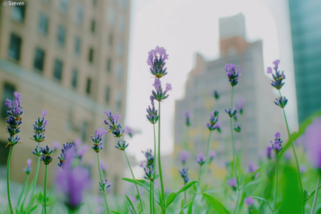 A close-up of lavender plants in full bloom, their purple hues standing out against the greenery of springtime nature. The background is blurred to emphasize the vibrant colors and textures of these flowers. This photo was taken with an Olympus OM-D E-M5 Mark III camera using a lens in the style of "Steven" at f/2.8 aperture for shallow depth of field. --ar 3:2 --v 6.1 Job ID: 0b98a2b0-c42e-46c1-a001-828a39ad19a4の素材