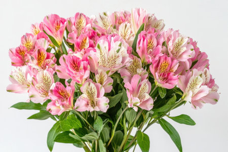 A bouquet of pink and white alstroemeria flowers with green leaves, on the right side of an empty space for text or product display, close-up shot, against a soft white background. The focus is sharp on the petals, capturing their delicate colors and textures. Soft natural light enhances the romantic feel of the composition. High resolution. --ar 3:2 --v 6.1 Job ID: 3410e2ce-8298-40a1-b8e0-8bda4a9af71bの素材