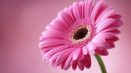 Pink gerbera flower on a pink background with copy space for text, a banner design. Spring and summer concept. --chaos 30 --ar 16:9 --v 6.1 Job ID: 93e6300f-f250-4c45-a2e6-b158da258a69の素材