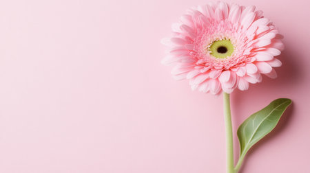 Pink gerbera flower on a pink background with copy space for text, close-up. Banner design. --chaos 30 --ar 16:9 --v 6.1 Job ID: b087f04a-f18c-4e49-9a8c-5135b9fcd3a3の素材