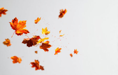 Autumn leaves in various shades of orange and yellow floating against a white backgroundの素材