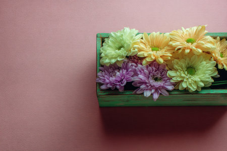 Box of colorful chrysanthemums on a pink background, top viewの素材