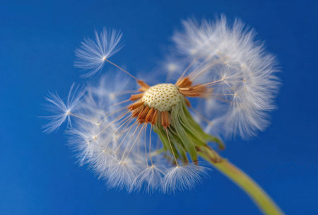 Close-up shows a dandelion clock head in seed dispersal, blue backdropの素材