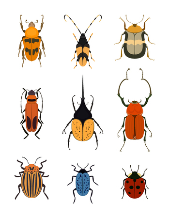 Bug icon set isolated on white background vector illustration. Ladybird, weevil, cockchafer, cockroach, colorado potato beetle. Color cartoon insect design, bug symbol collection, wildlife conceptのイラスト素材