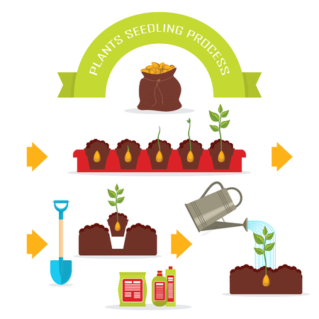 Plants seedling process set isolated on white background vector illustration. Agriculture, phases plant growth, sprout in ground, fertile soil, watering and fertilizing. Plants seedling in flat designのイラスト素材