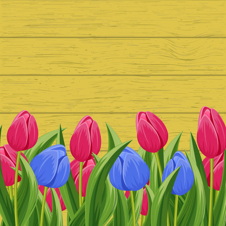 Spring banner with pink and blue blooming tulip flower on wooden background vector illustration. Floral decorated spring design for holiday, romantic celebration card, feast congratulationのイラスト素材