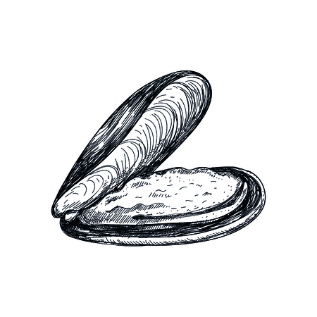 Oyster shell hand drawn icon. Natural fresh seafood sketch, restaurant menu vintage element, healthy food vector illustration isolated on white background.のイラスト素材