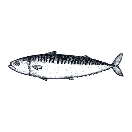 Mackerel fish hand drawn icon. Natural fresh seafood sketch, restaurant menu vintage element, healthy food vector illustration isolated on white background.のイラスト素材