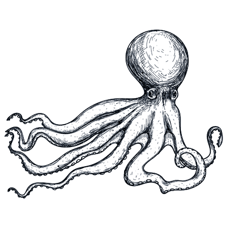 Octopus hand drawn icon. Natural fresh seafood sketch, restaurant menu vintage element, healthy food vector illustration isolated on white background.のイラスト素材