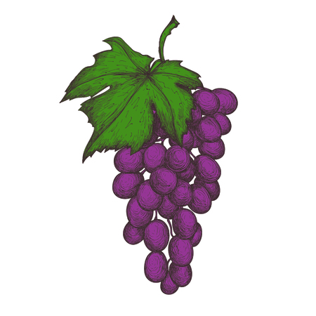 Grapes bunch hand drawn icon. Natural fruit sketch, organic food object, sweet vegetarian meal vector illustration isolated on white background.のイラスト素材