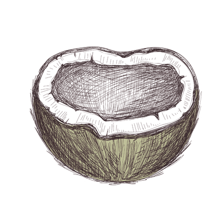 Coconut whole cut hand drawn icon. Natural tropical fruit sketch, organic food object, sweet vegetarian meal vector illustration isolated on white background.のイラスト素材