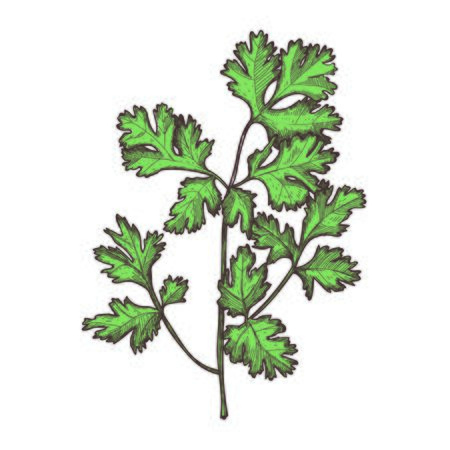 Parsley herb hand drawn icon. Natural vegetable sketch, organic food object, vegetarian meal vector illustration isolated on white background.のイラスト素材