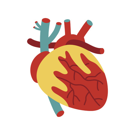 Human heart icon in cartoon style. Body anatomy element, health medical sign, internal organ, human body physiology isolated on white background vector illustration.のイラスト素材