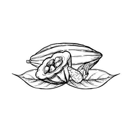 Fruit vector isolated on white background. Engraved vector illustration of leaves and beansのイラスト素材