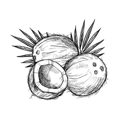 Coconut vector isolated on white background.のイラスト素材