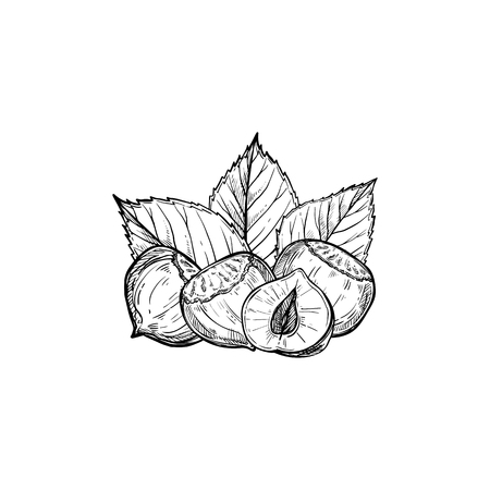 Hazelnut vector isolated on white backgroundのイラスト素材