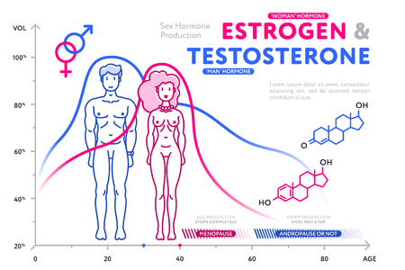 Colorful diagram showing male and female hormones.のイラスト素材