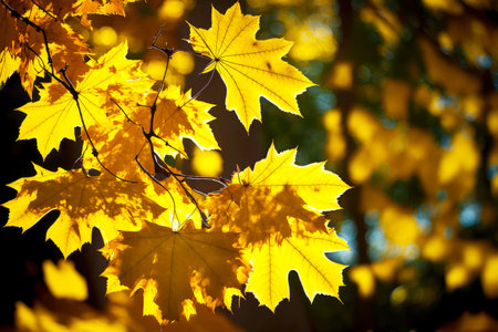 yellow maple leaves in sun during autumn leaf fallの写真素材