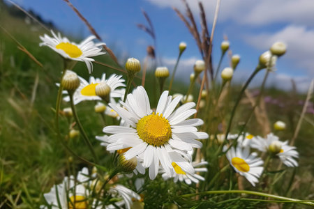 close-up of corflowers, with chamomiles in the background, created with generative aiの素材