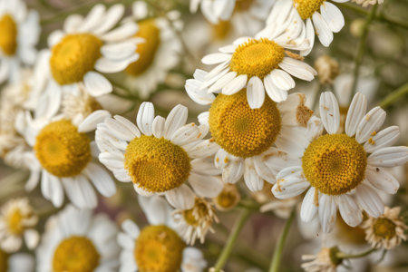 close-up of chamomile flowers, with their delicate and intricate patterns, created with generative aiの素材