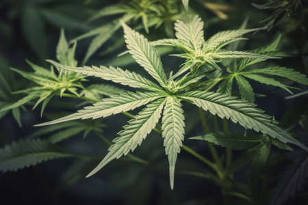 medical marijuana plant, with its distinct smell and appearance, serving as a reminder of the beneficial treatment it provides, created with generative aiの素材