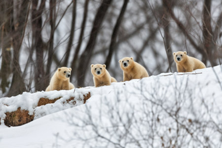 mother polar bear watches her cubs play in the snow, protecting them from danger, created with generative aiの素材