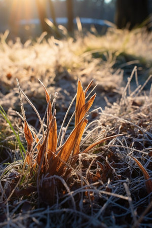 frost-covered grass glistening in sunlight, created with generative aiの素材