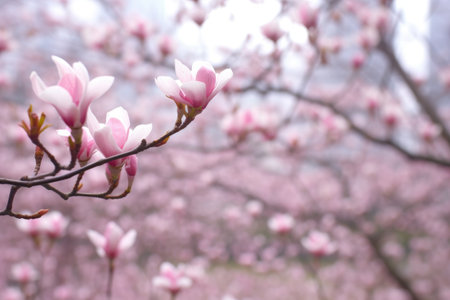 soft-focus blooming magnolia for dreamy background, created with generative aiの素材