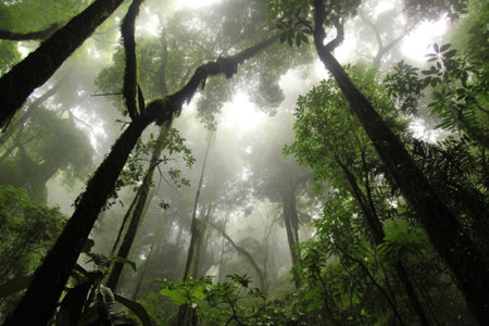 foggy rainforest canopy with a glimpse of sky, created with generative aiの素材