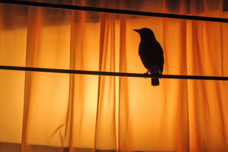 bird on a wire silhouette against lit curtain, created with generative aiの素材