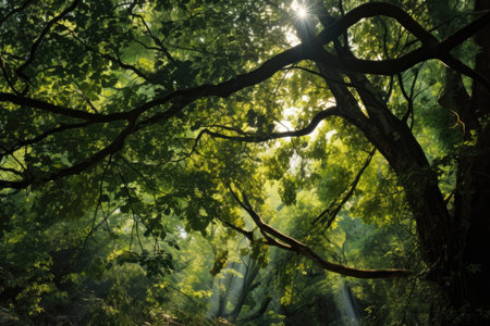 sunlight streaming through dense tree canopy, created with generative aiの素材