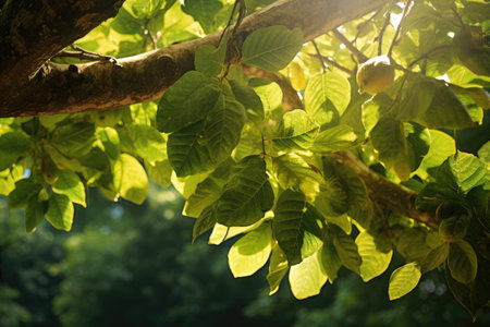 sunlight filtering through apple tree leaves, created with generative aiの素材