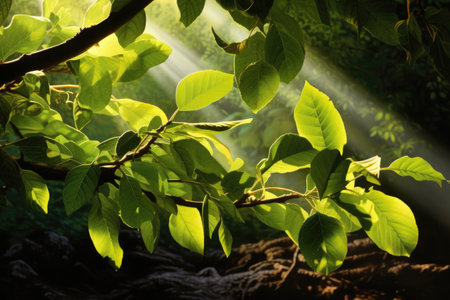 sunlight shining through apple tree leaves, created with generative aiの素材