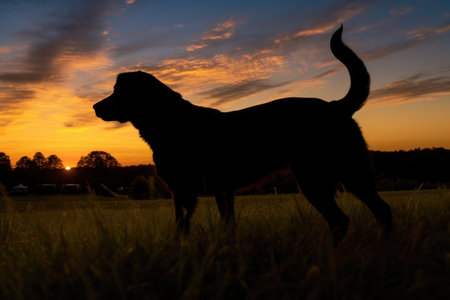 silhouette of dog chasing tail during sunset, created with generative aiの素材