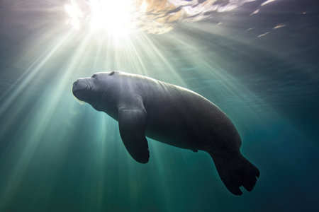 manatee silhouette against sunlight filtering through water, created with generative aiの素材