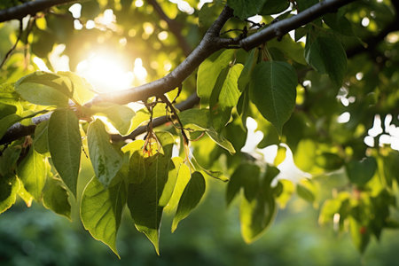 sunlight filtering through apple tree leaves, created with generative aiの素材
