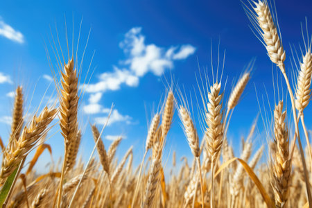 close-up of golden wheat ears against a blue sky, created with generative aiの素材