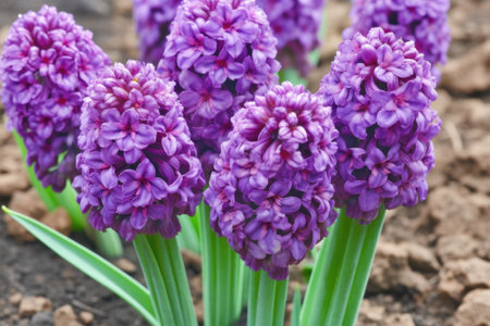 closeup of a cluster of purple hyacinth flowers growing in soil, created with generative aiの素材