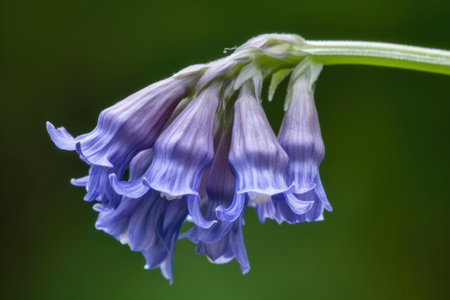 closeup of a bluebell flower in may, created with generative aiの素材