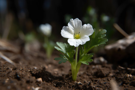 closeup of a small white blooming flower growing in the soil and looking up, created with generative aiの素材